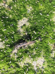 Algae and small shells near the mangroves